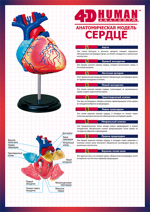 Набор Профессор Эйн «Сердце», серия «Анатомия человека»